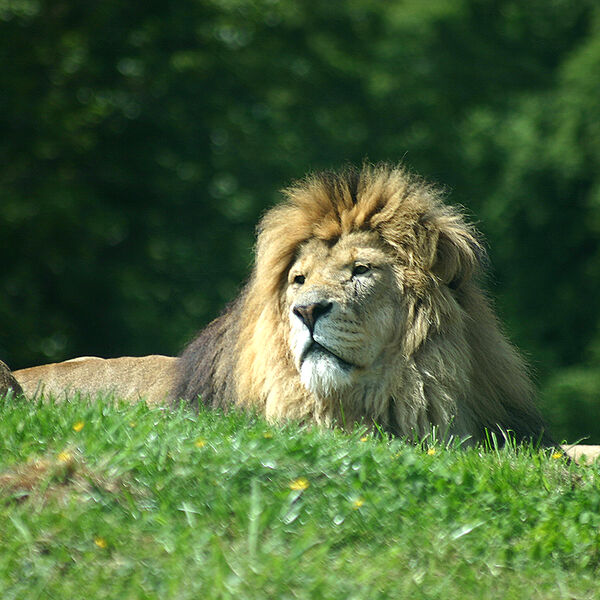 African Lion