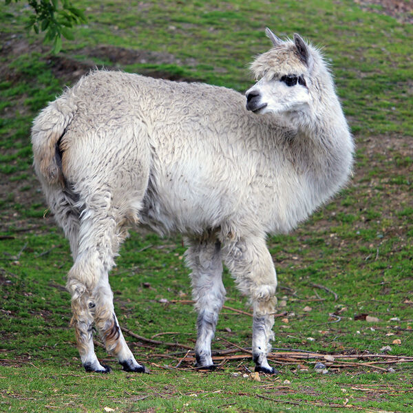 Alpaca