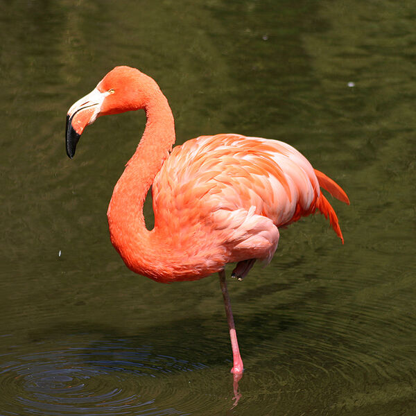 American Flamingo