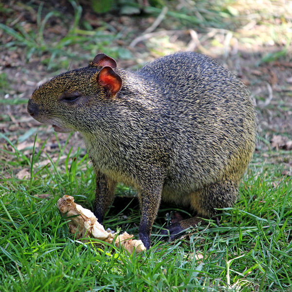 Azara's Agouti
