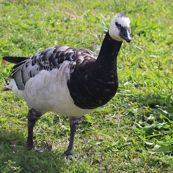 Barnacle Goose