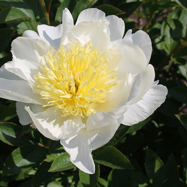 Peony