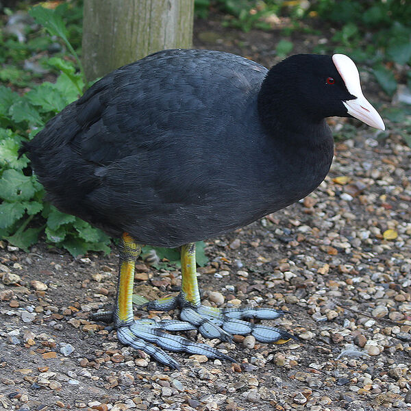 Coot