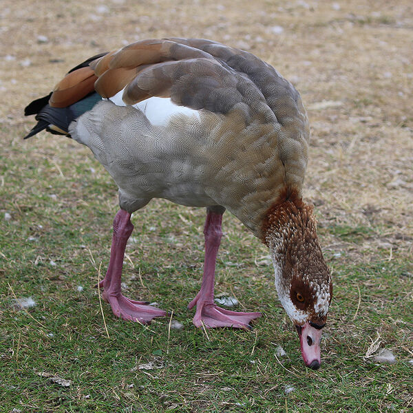 Egyptian Goose