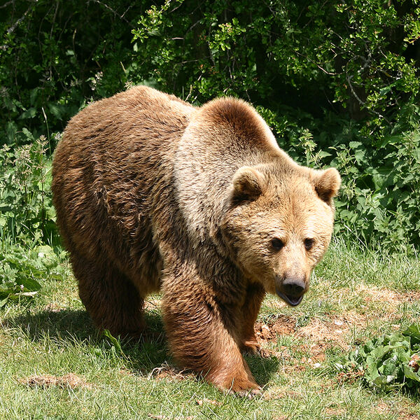European Brown Bear