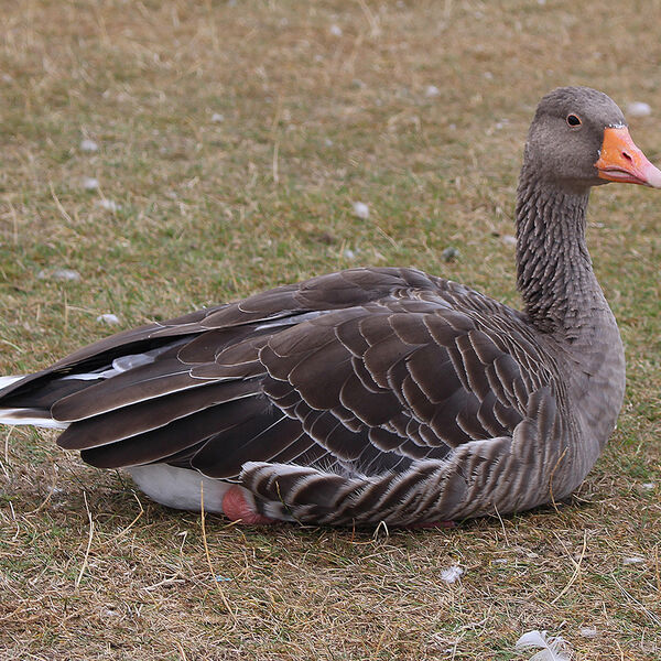Greylag Goose