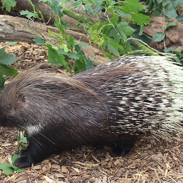 Indian Porcupine