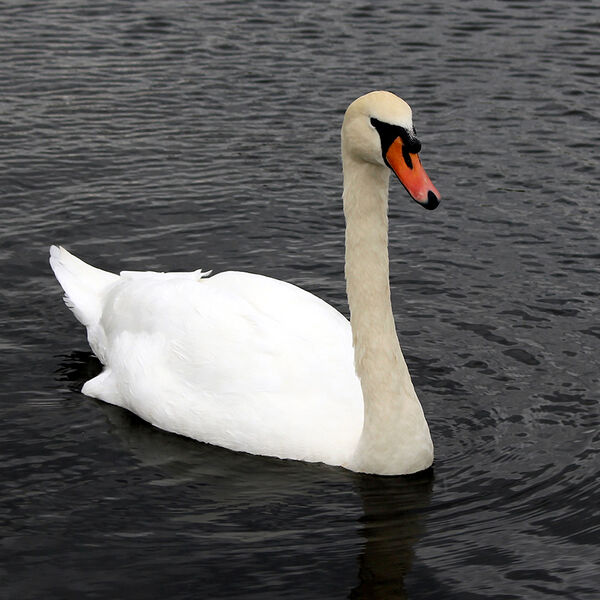 Mute Swan