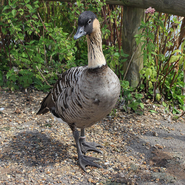 Nene Goose