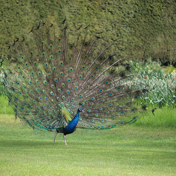 Peacock