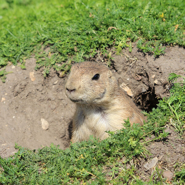 Prairie Dog