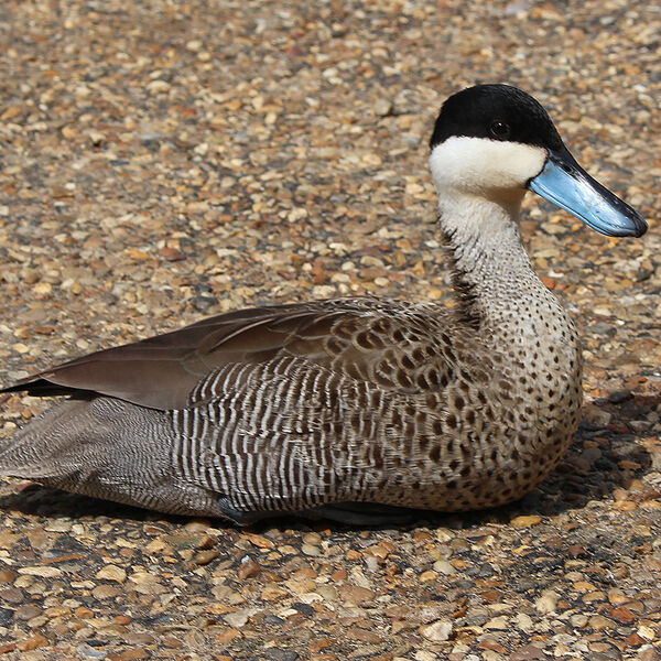 Puna Teal