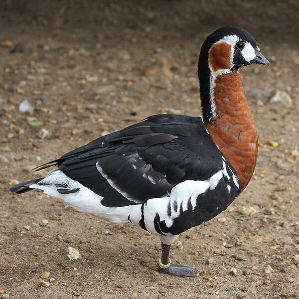 Red Breasted Goose