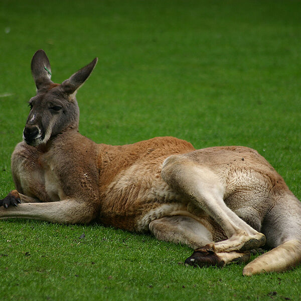 Red Kangaroo