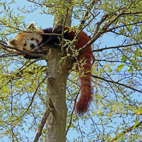 Red Panda