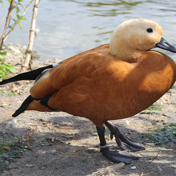 Ruddy Shelduck