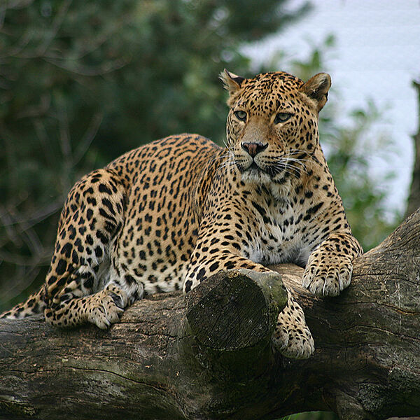 Sri Lankan Leopard