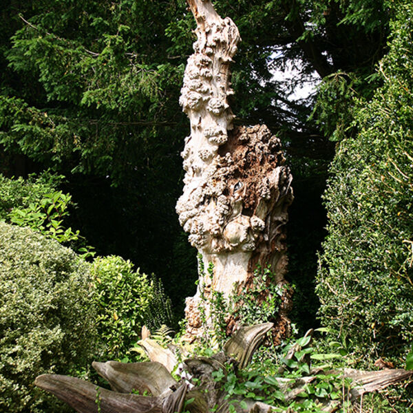 Stumpery