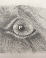Graphite Molly eye