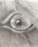 Graphite Molly eye detail