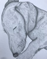 Graphite Odie