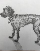 Graphite short shadow Molly