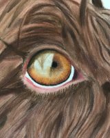 Pastel wet Molly eye
