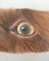 Pencil Molly eye