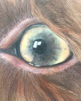 Pencil Molly eye detail