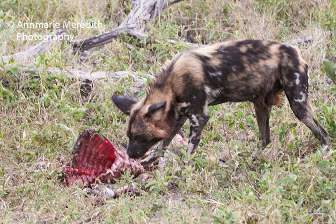 African wild dog