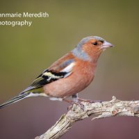 Chaffinch