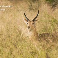 Common reed buck