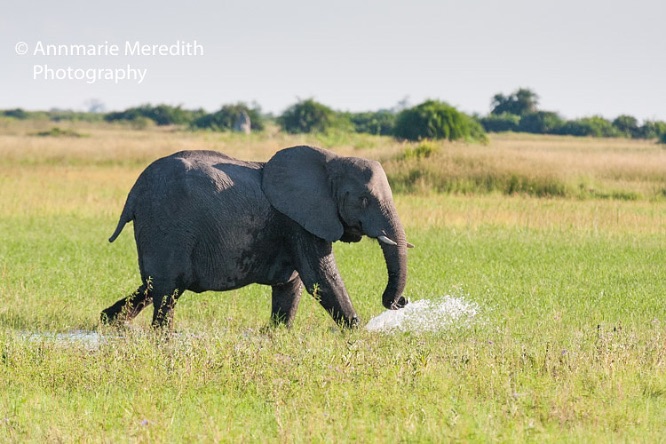 Elephant splash