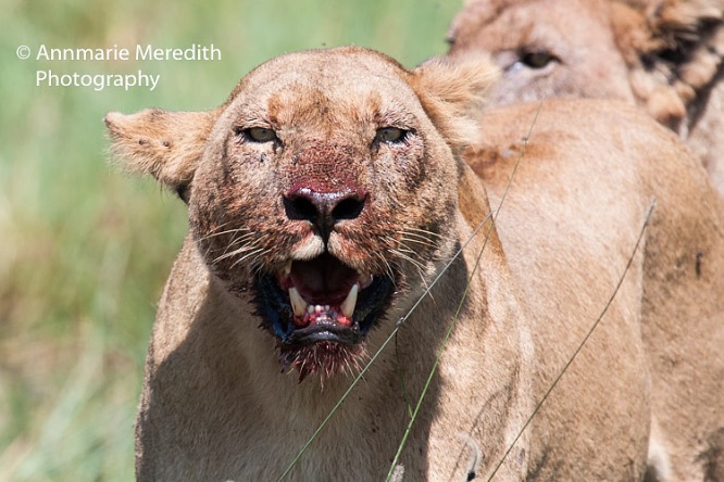 Lion