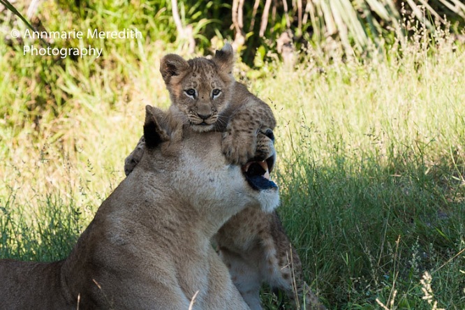 Lioness with cub