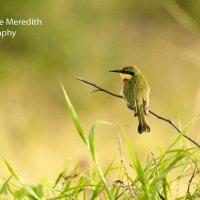 Little bee-eater