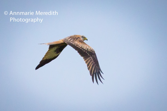 Red kite