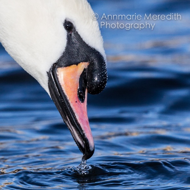 Swan close up