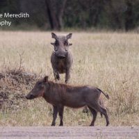 Warthogs