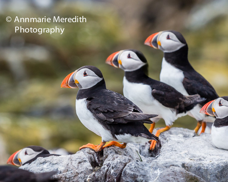 Puffins