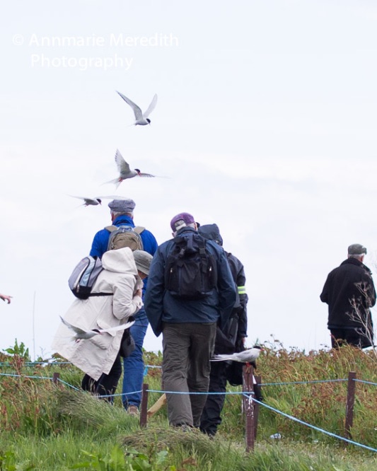 Arctic terns attacking visitors
