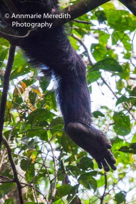 Chimpanzee - dangling leg