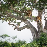 Tree-climbing lions