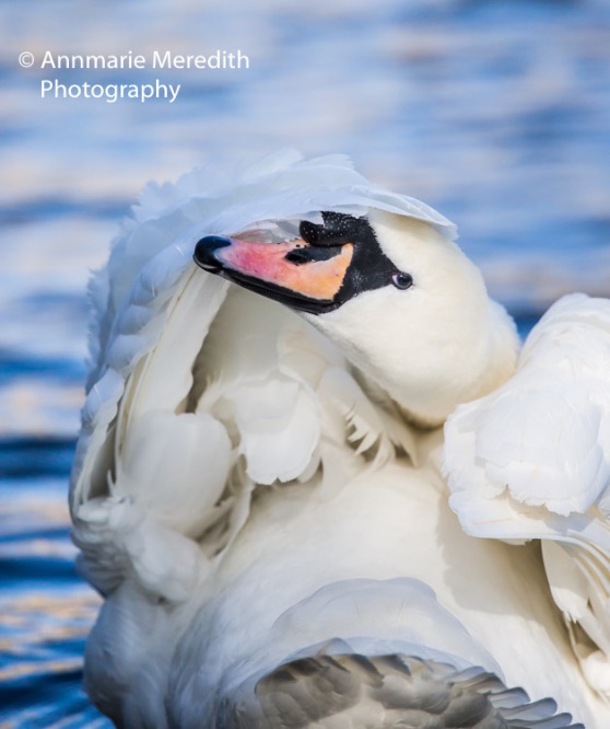 Mute swan