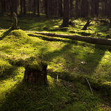 Green Moss #2
