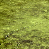 Duckweed