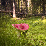 Russula