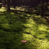 Green Moss