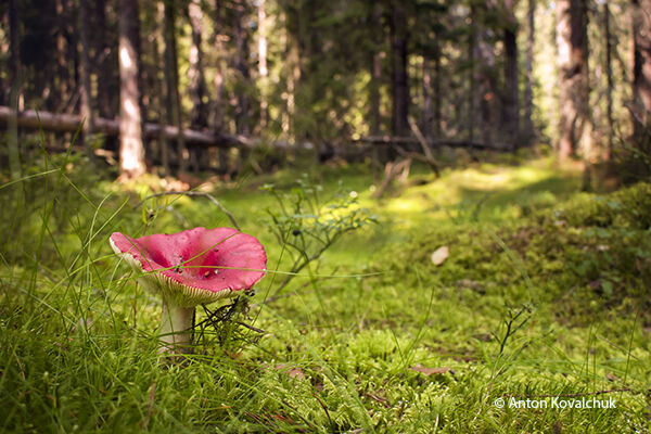 Russula