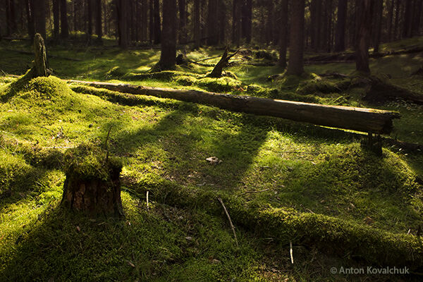 Green Moss #2